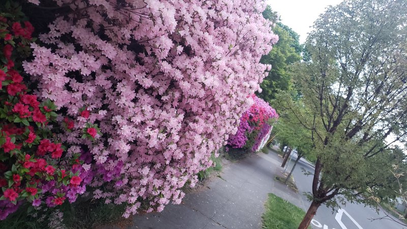 a sidewalk lined with trees and huge pink flowering bushes, with some red and purple flowers
